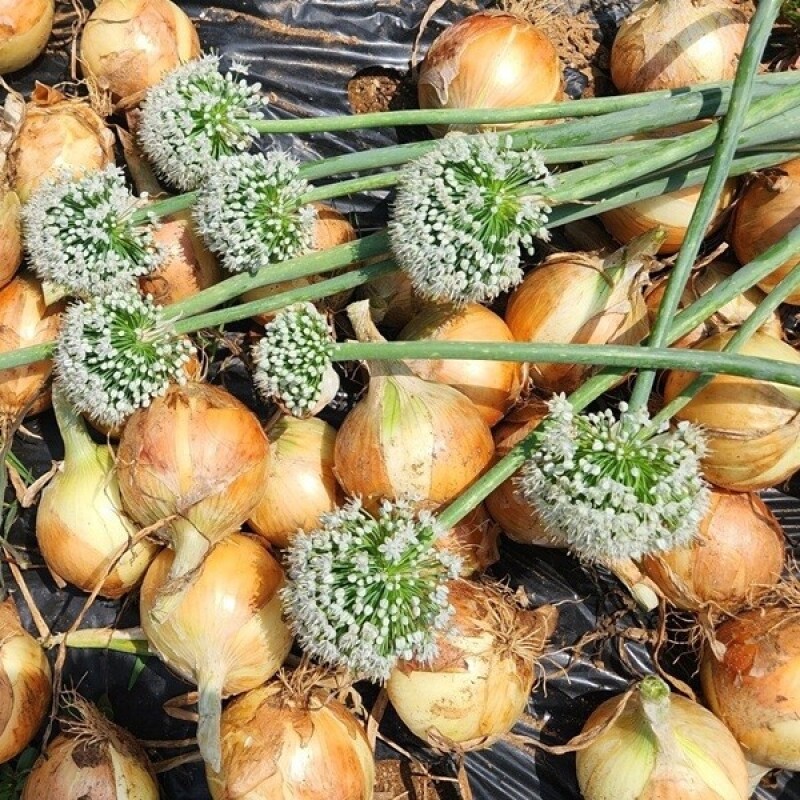 솔바우농부쌀,솔바우,춘천솔바우,지역먹거리,현지인먹거리,춘천먹거리,강원먹거리,백미,쌀,춘천농산물,강원농산물