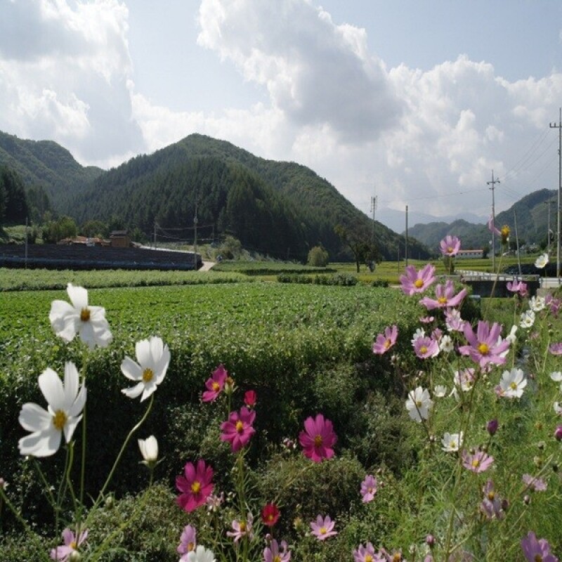 솔바우농부쌀,솔바우,춘천솔바우,지역먹거리,현지인먹거리,춘천먹거리,강원먹거리,백미,쌀,춘천농산물,강원농산물