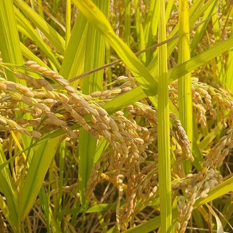 솔바우농부쌀,솔바우,춘천솔바우,지역먹거리,현지인먹거리,춘천먹거리,강원먹거리,백미,쌀,춘천농산물,강원농산물