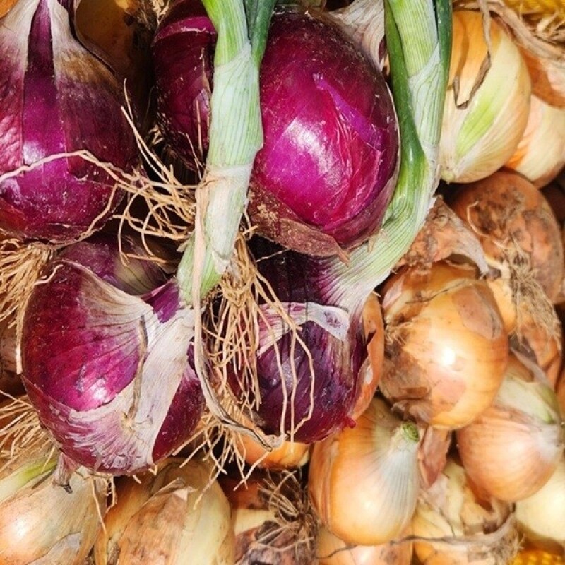 솔바우농부쌀,솔바우,춘천솔바우,지역먹거리,현지인먹거리,춘천먹거리,강원먹거리,백미,쌀,춘천농산물,강원농산물