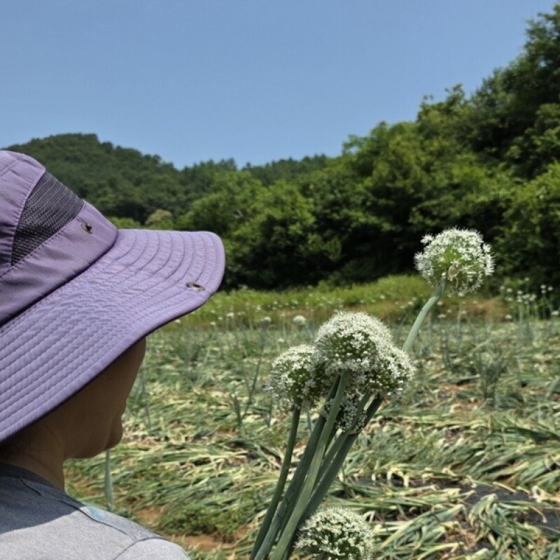 솔바우농부쌀,솔바우,춘천솔바우,지역먹거리,현지인먹거리,춘천먹거리,강원먹거리,백미,쌀,춘천농산물,강원농산물