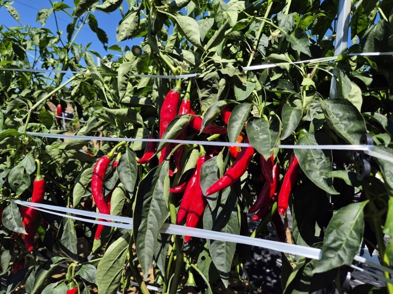 솔바우농부쌀,솔바우,춘천솔바우,지역먹거리,현지인먹거리,춘천먹거리,강원먹거리,백미,쌀,춘천농산물,강원농산물