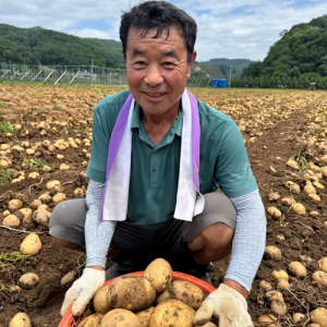 26년 솔바우 강원도 햇감자(두백)